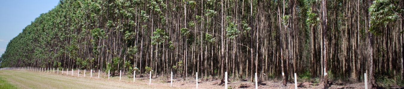 floresta de eucalipto, fonte natural do aço verde